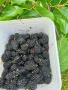Черници плод , лозови листа , сезонни билки, снимка 2