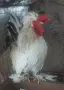 Продавам Бреговски Джинки  Чифтове и Петлета , снимка 6