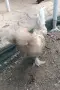 Бантам мини кокошки, снимка 2