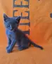 Сиво руско коте (момиче), снимка 2