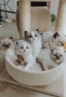 Ragdoll рагдол/регдол  котe / котета, снимка 1