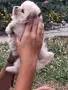 Померанче момче , снимка 2