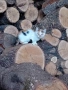 Котенца, снимка 2