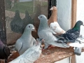Блондинети , стандартни ардезио пощенски гълъби и още, снимка 7