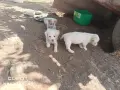 подаряваме кученца , снимка 3