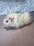 Продавам две сладки морски свинчета на един месец.Родени са на 23-ти Април🐹, снимка 1