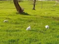 Яйца от свободно отглеждани токачки. , снимка 1