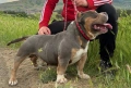 Американско були ПОКЕТ / American bully POCKET, снимка 1