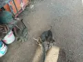 Подарявам котета , снимка 6
