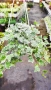  Кошница с Бръшлян Бяло чудо, Hedera helix White Wonder, студоустойчив, снимка 1