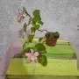 Многогодишни Стайни Бегонии 2 вида, снимка 6