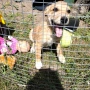 dog for adoption.Търсим осиновител на малко женско куче, снимка 2