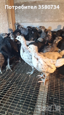 Прадавам пилета Австролоп, снимка 3 - Кокошки и пуйки - 54150935