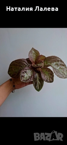 Еписция, episcia Jim's rose garden, снимка 2 - Стайни растения - 54911988