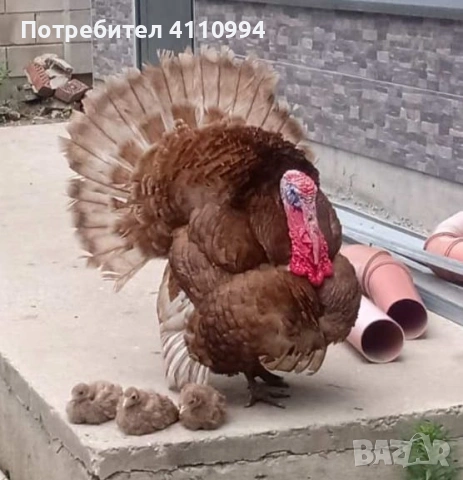 ЯЙЦА от пуйки, порода "Ред бърбън", снимка 3 - Кокошки и пуйки - 54074398