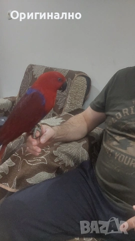 Еклектус много социална  на 5 години , снимка 4 - Папагали - 54239501