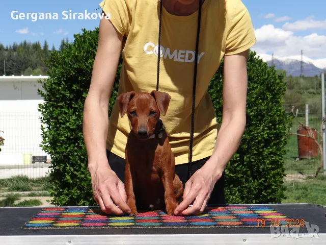 Миниатюрен Пинчер / zwergpinscher, снимка 7 - Пинчер - 54688021