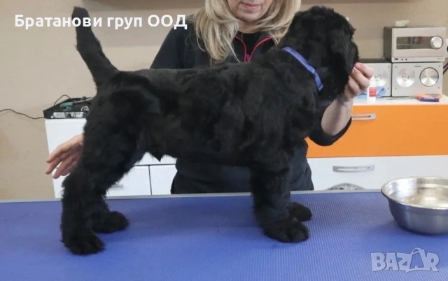 Черен Руски териер, снимка 3 - Други - 54424711