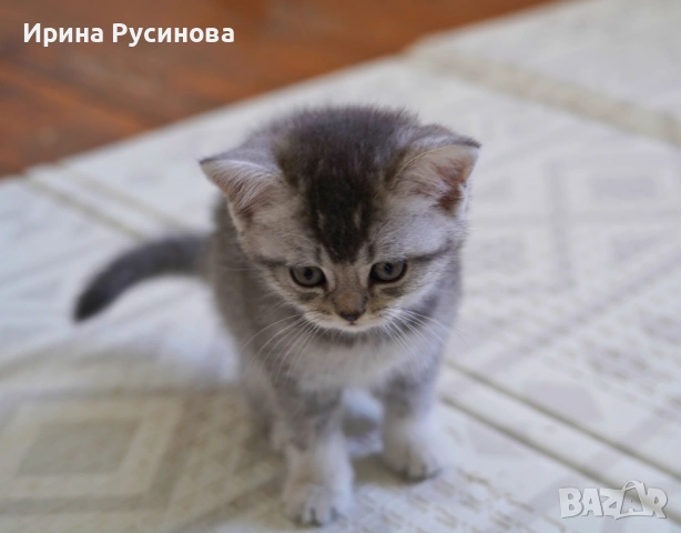 Британска късокосместа, снимка 3 - Британска късокосместа - 54807075