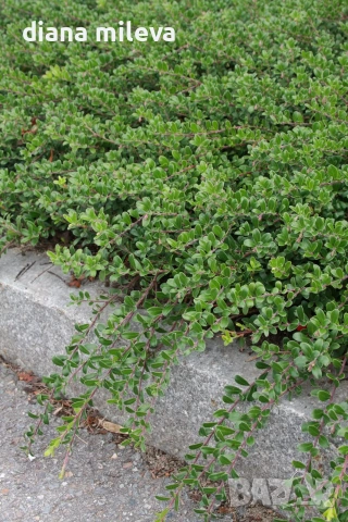 Котонеастър Дамери Мажор, Cotoneaster Dammeri Major
