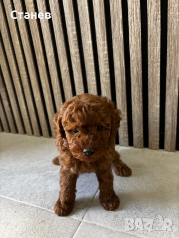 Мини Пудели / Mini Poodles, снимка 4 - Померан - 55655687