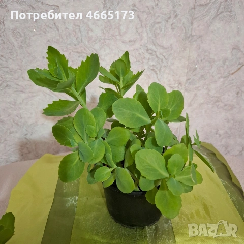 Лечебна Дебела Мара, снимка 2 - Градински цветя и растения - 54580584