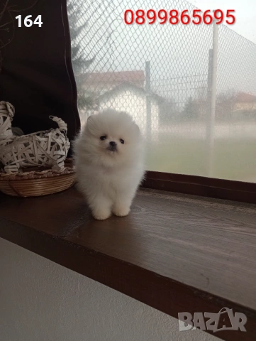 Бели мини Померани. Реални снимки !!!, снимка 3 - Померан - 54010634