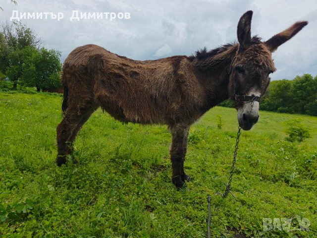 магаре , снимка 4 - Други - 54583791