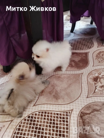 Продавам малки красавици пишете ми на лс   за клипове и снимки.