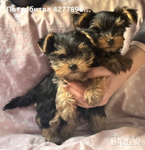 Йоркширски териерчета 