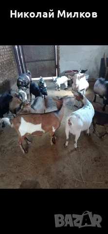 Продавам МИНИ КОЗИ, снимка 6 - Кози - 54429821