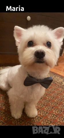 Куче за осиновяване, снимка 3 - Други - 54300359