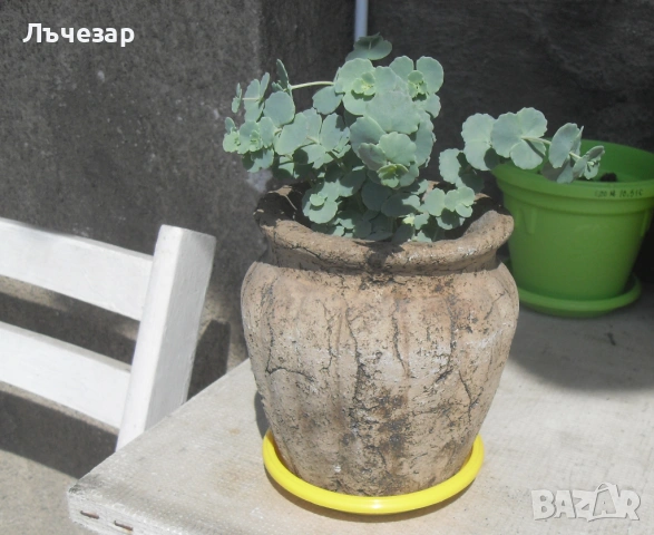 Продавам многогодишно градинско цвете