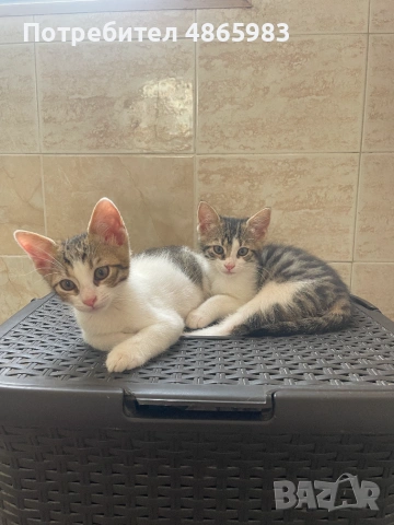Търсим дом за две прекрасни котенца — братче и сестриче 🐾  Две невероятни котенца (едно мъжко и едн, снимка 3 - Други - 55176348