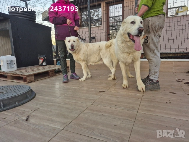 Алабай (Средно Азиатска Овчарка )