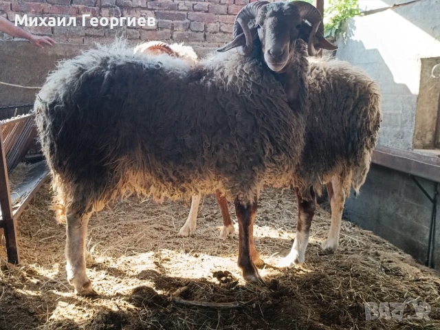 Продават се, снимка 2 - Овце - 54731932