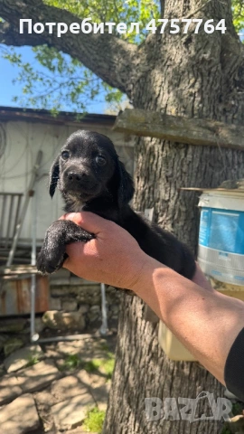 Кокер шпаньол