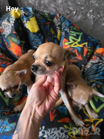 Чихуахуа, снимка 3 - Чихуахуа - 54243284