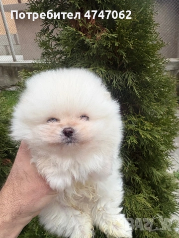 Померан момчета и момиче, снимка 3 - Померан - 54019512