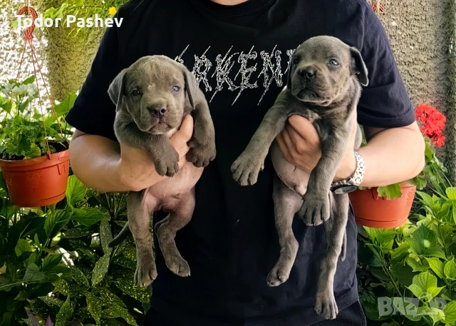 Кане Корсо Бебета, снимка 2 - Кане корсо - 55163398