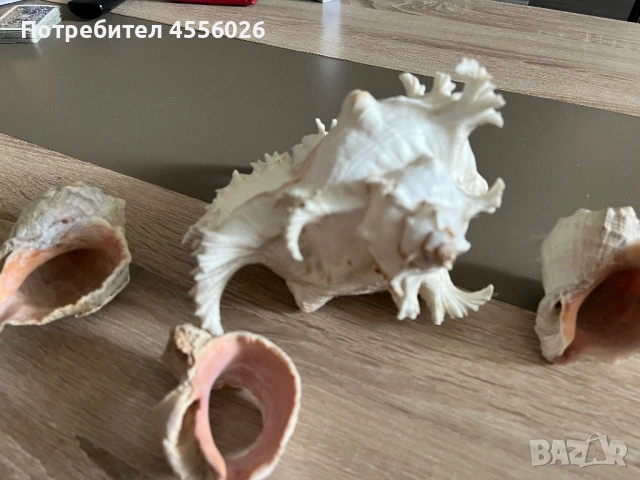 Продавам рапани много красиви, снимка 2 - Декорация за дома - 54170515