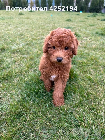 Мини пудел женско , снимка 3 - Пудели - 53865447