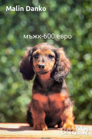   Малки  даклечета , снимка 10 - Дакели - 54501665