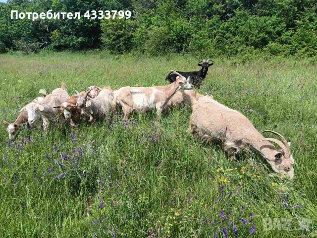 Продавам кози и ярета
