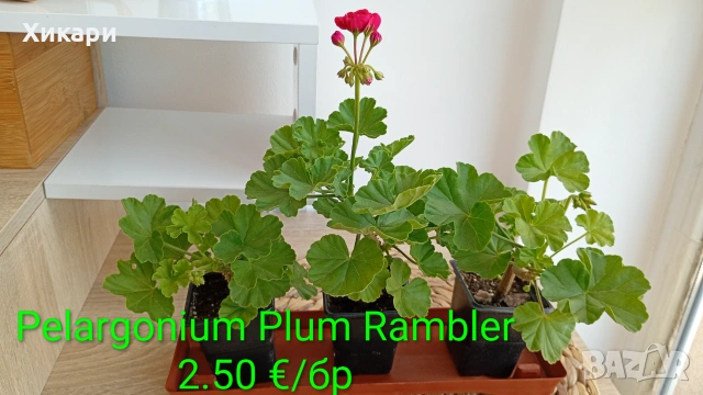 Сортово мушкато Pelargonium Plum Rambler , снимка 4 - Стайни растения - 55133213