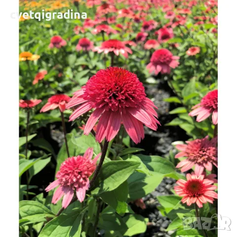 Echinacea ‘Raspberry Truffle-Ехинацея малинов трюфел