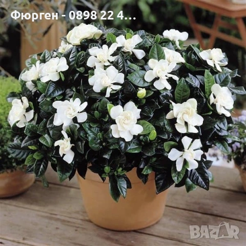 Гардения / Gardenia “Jasminoides”