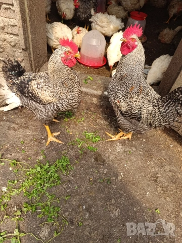 петли Супер харко