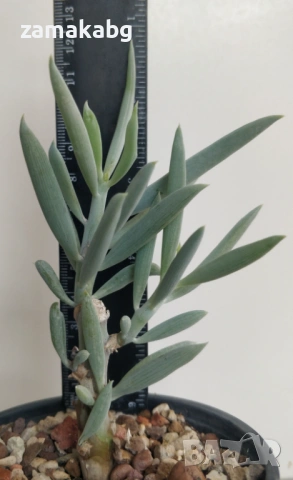 Сенецио (Senecio serpens) сукулентно растение 13-14 см