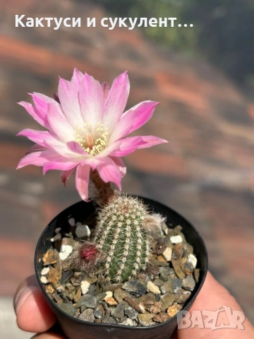 Кактус Chamaecereus Hybrid розово-бял цвят много красив цъфтеж., снимка 2 - Градински цветя и растения - 54955231